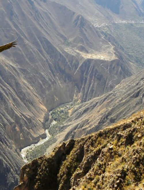 From Arequipa: Colca Canyon Full-Day Guided Tour with Meals