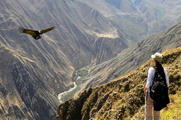 From Arequipa: Colca Canyon Full-Day Guided Tour with Meals