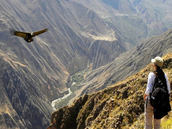 From Arequipa: Colca Canyon Full-Day Guided Tour with Meals